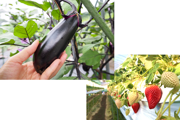 ナス、イチゴ